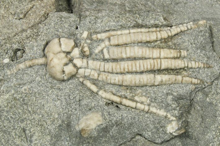 Fossil Crinoid (Phanocrinus) - Alabama #269883